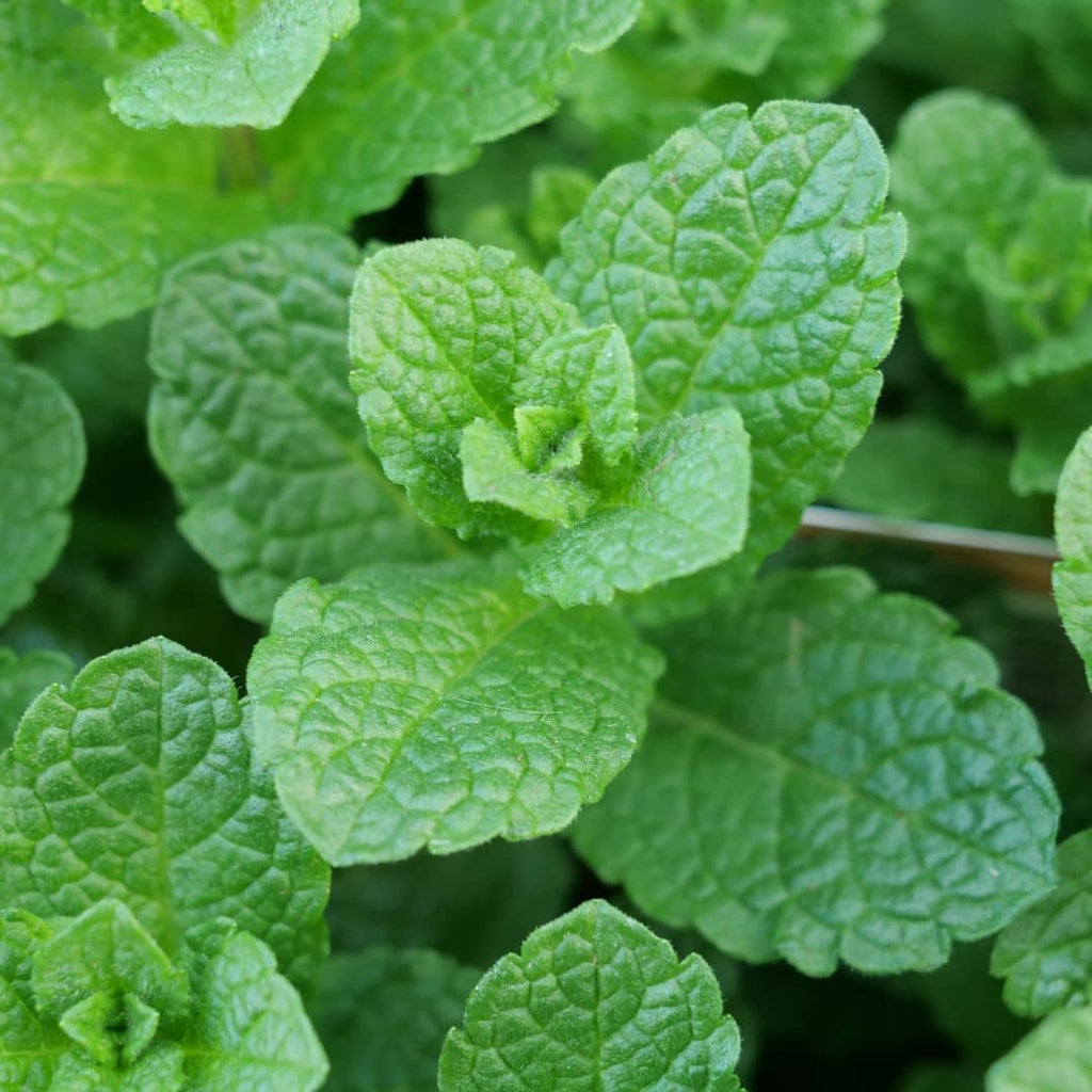 plant menthe marocaine mentha spicata var crispa a cultiver avec monde vegetal