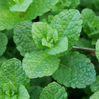 plant menthe marocaine mentha spicata var crispa a cultiver avec monde vegetal