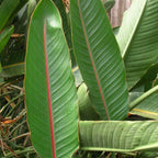 plant strelitzia reginae à cultiver plante tropicale à floraison époustouflante monde vegetal