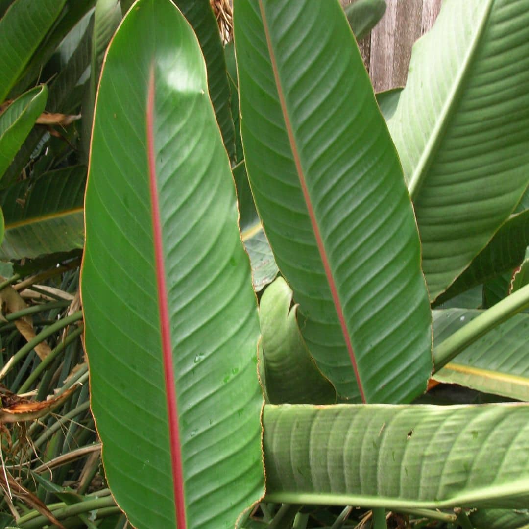 plant strelitzia reginae à cultiver plante tropicale à floraison époustouflante monde vegetal