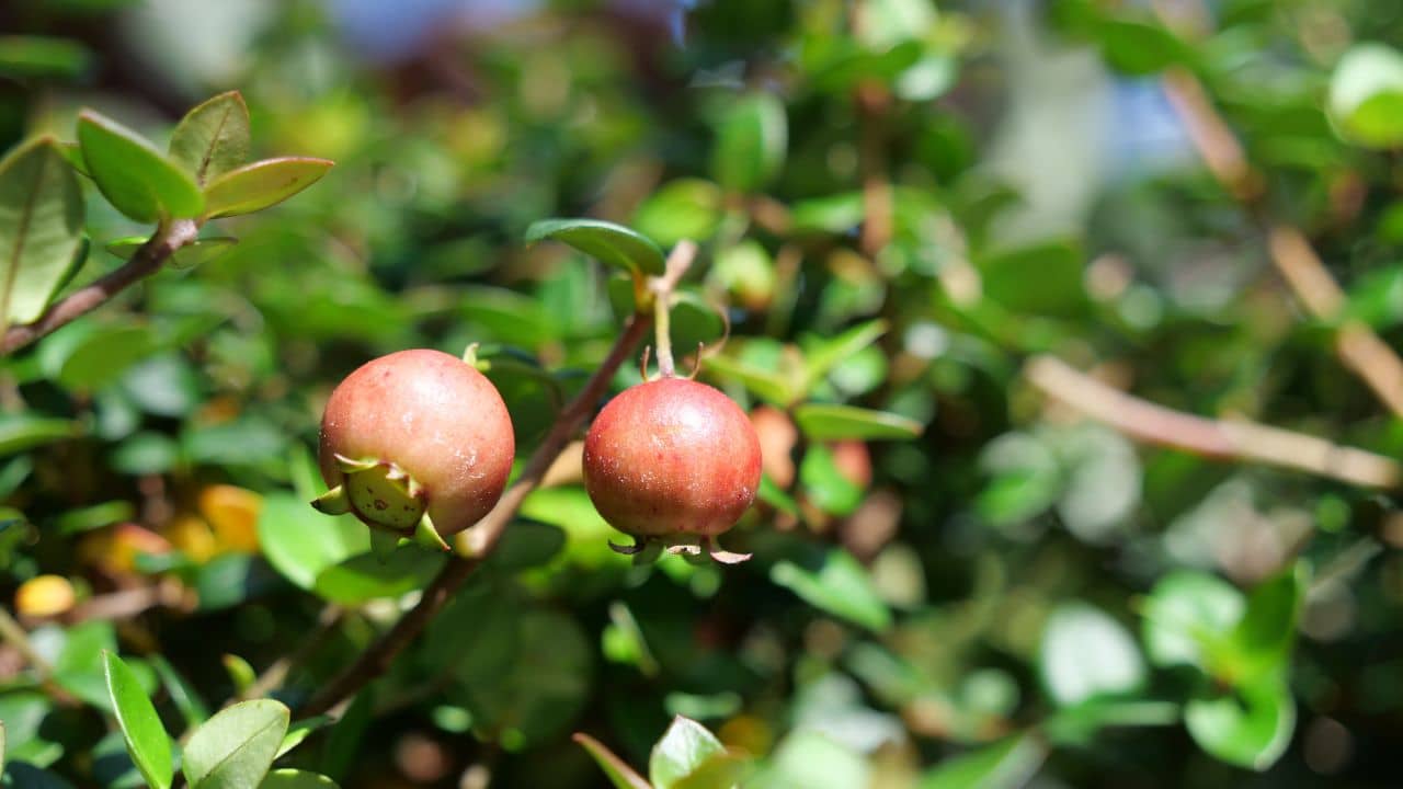 PLANT - Goyavier du Chili (Ugni molinae)