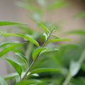 plantation de la verveine mentholée d'argentine avec Monde Vegetal