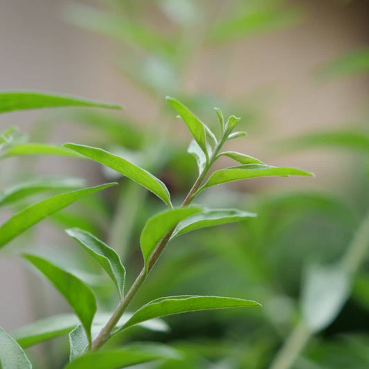 plantation de la verveine mentholée d'argentine avec Monde Vegetal