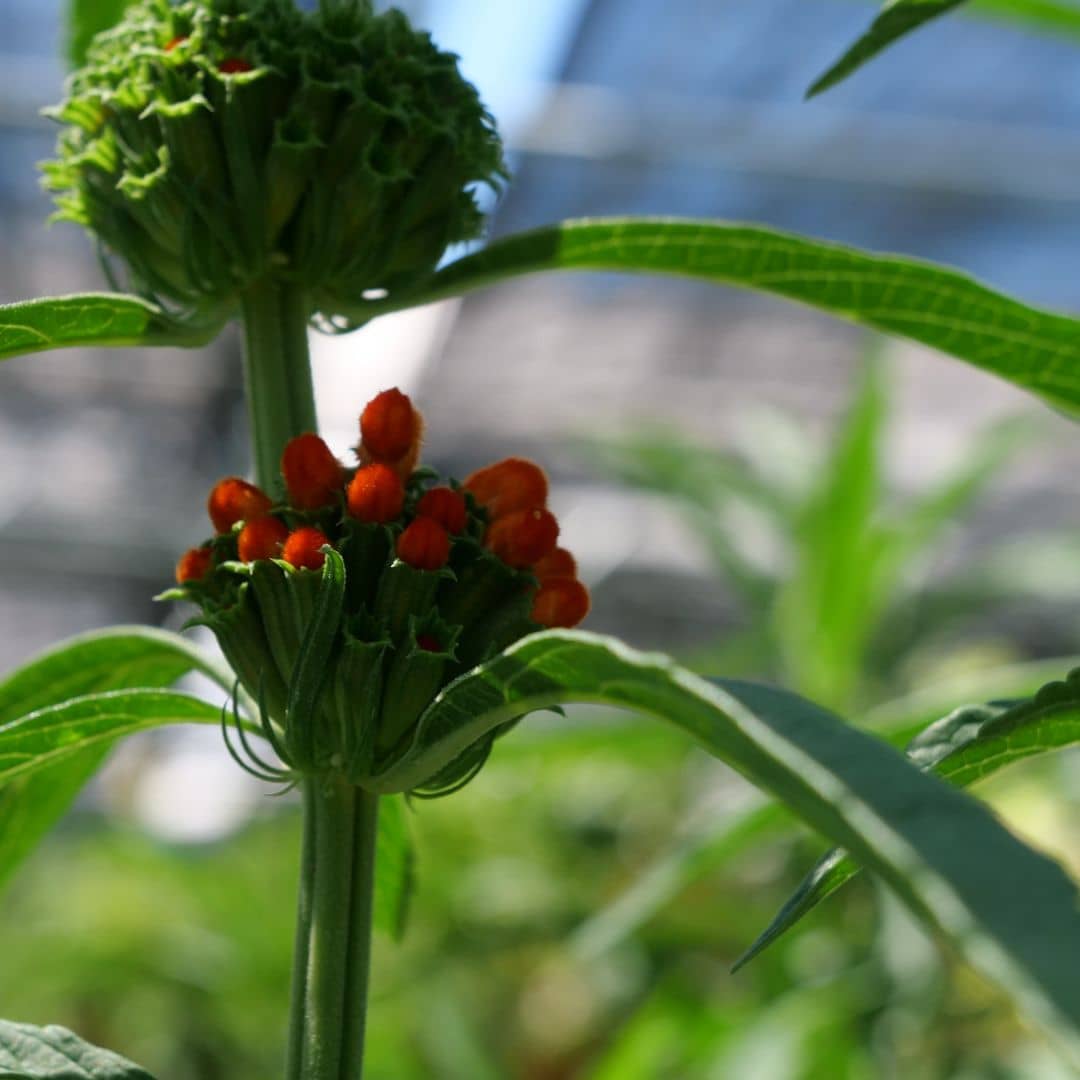 plante rare à collectionner la wild dagga leonotis agripaume