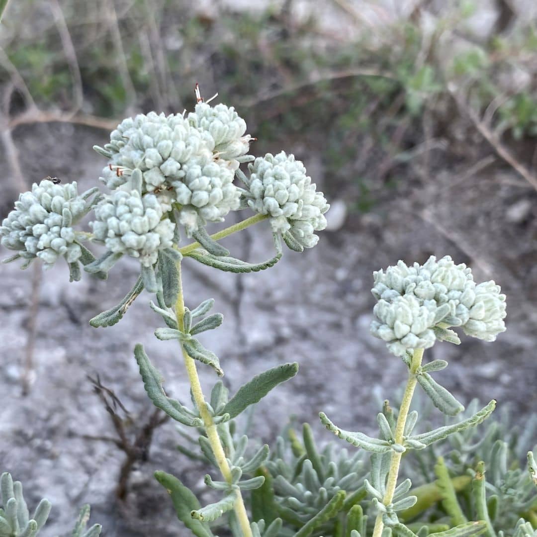 plante saucisson à semer et cultiver à partir de graines
