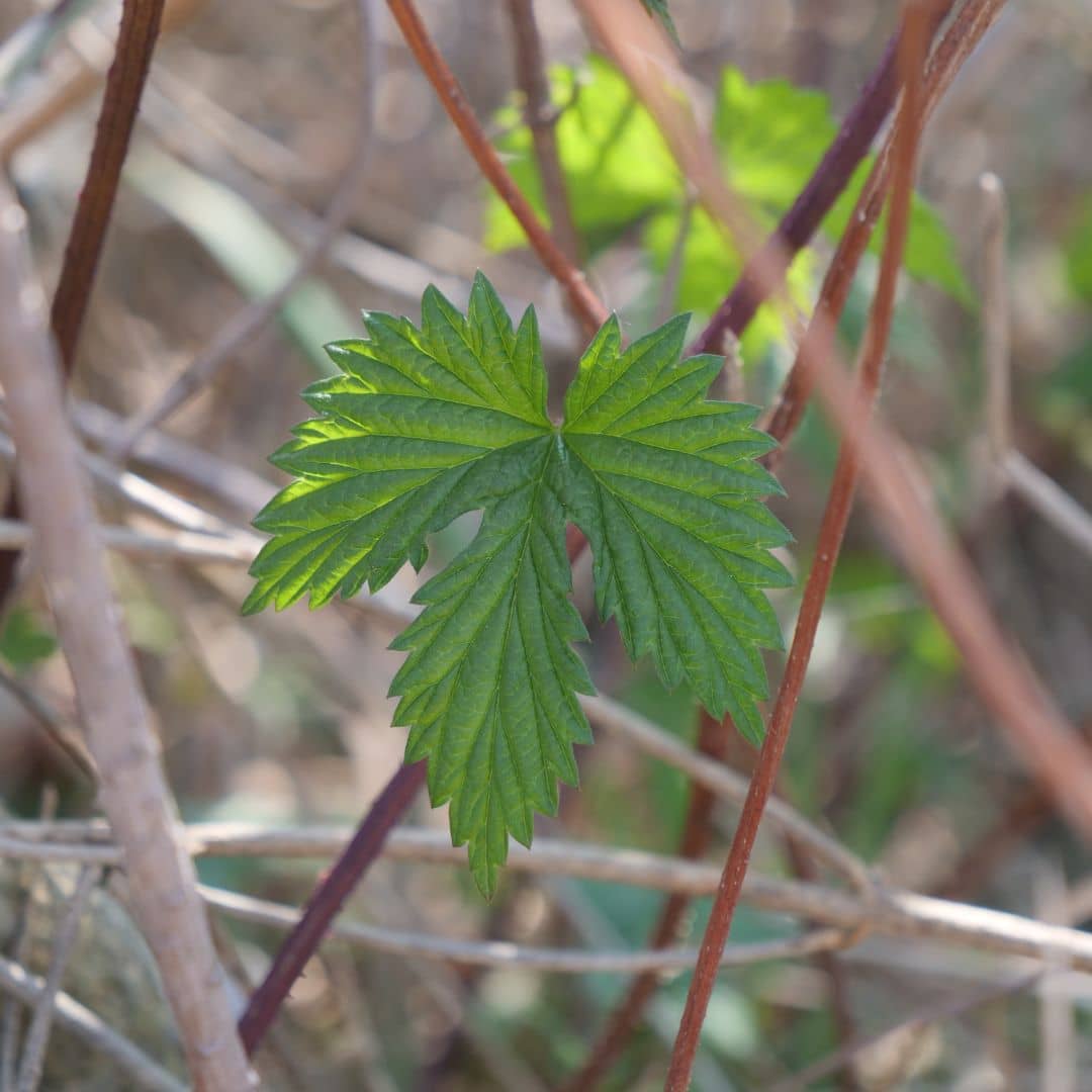 plante vivace grimpante parfaite pour cultiver sur un mur à l'ombre
