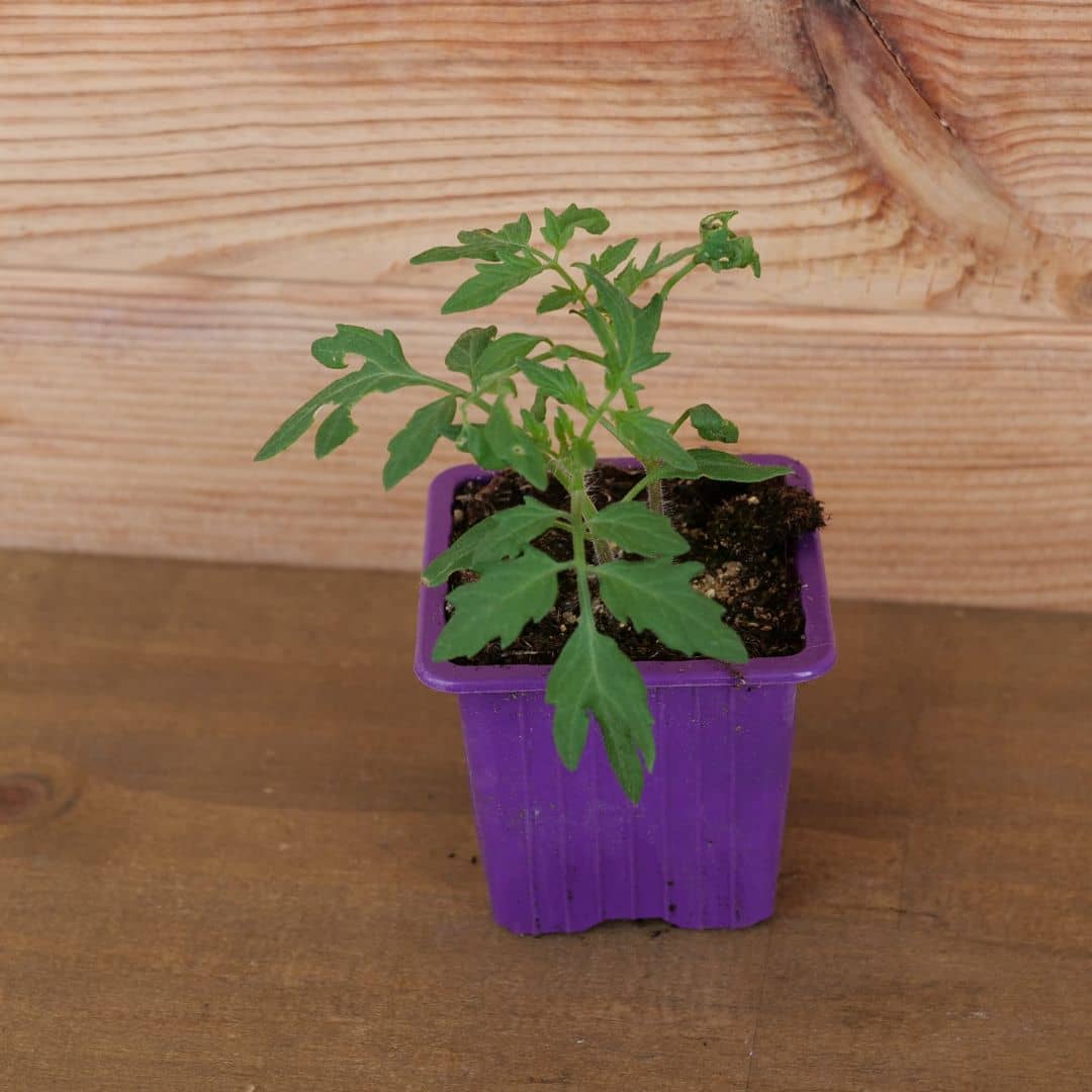 planter des graines de tomate black cherry pour cultiver des tomates au potager