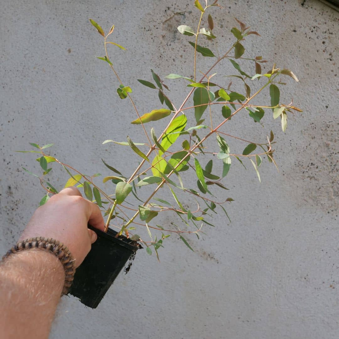 planter et cultiver l'eucalyptus arc en ciel eucalyptus deglupta avec les conseils de monde vegetal