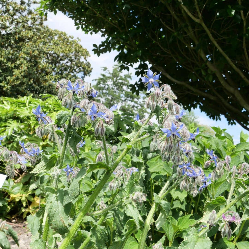 planter la bourrache officinale pour les abeilles car c'est une plante mellifère