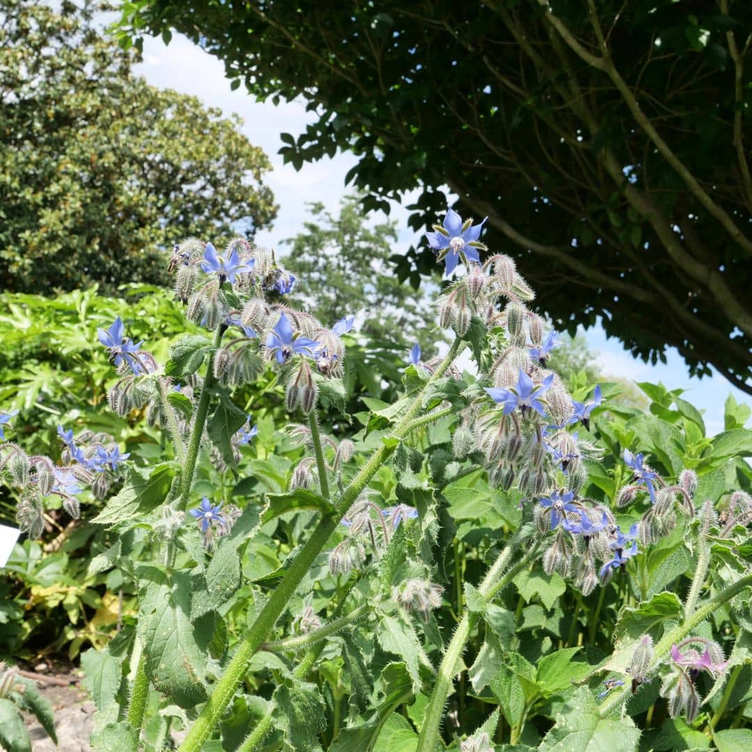 planter la bourrache officinale pour les abeilles car c'est une plante mellifère