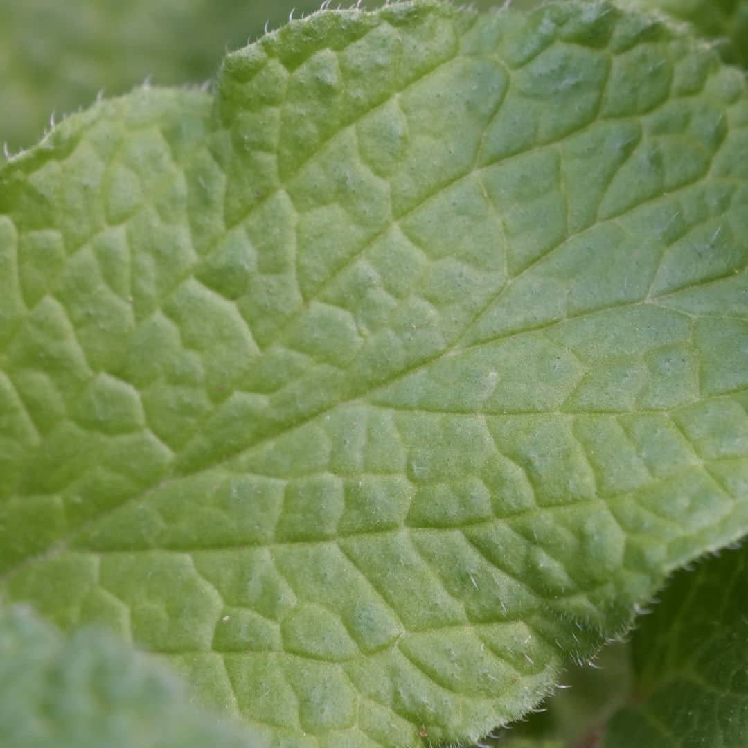 planter la bourrache officinale pour les abeilles car c'est une plante mellifère comment semer les graines
