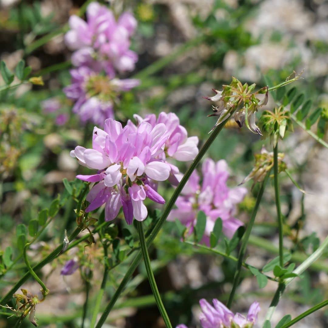 planter la coronille bigarée securigera varia pour attirer les abeilles et papillons avec ses fleurs