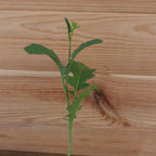 planter la moutarde noire brassica nigra