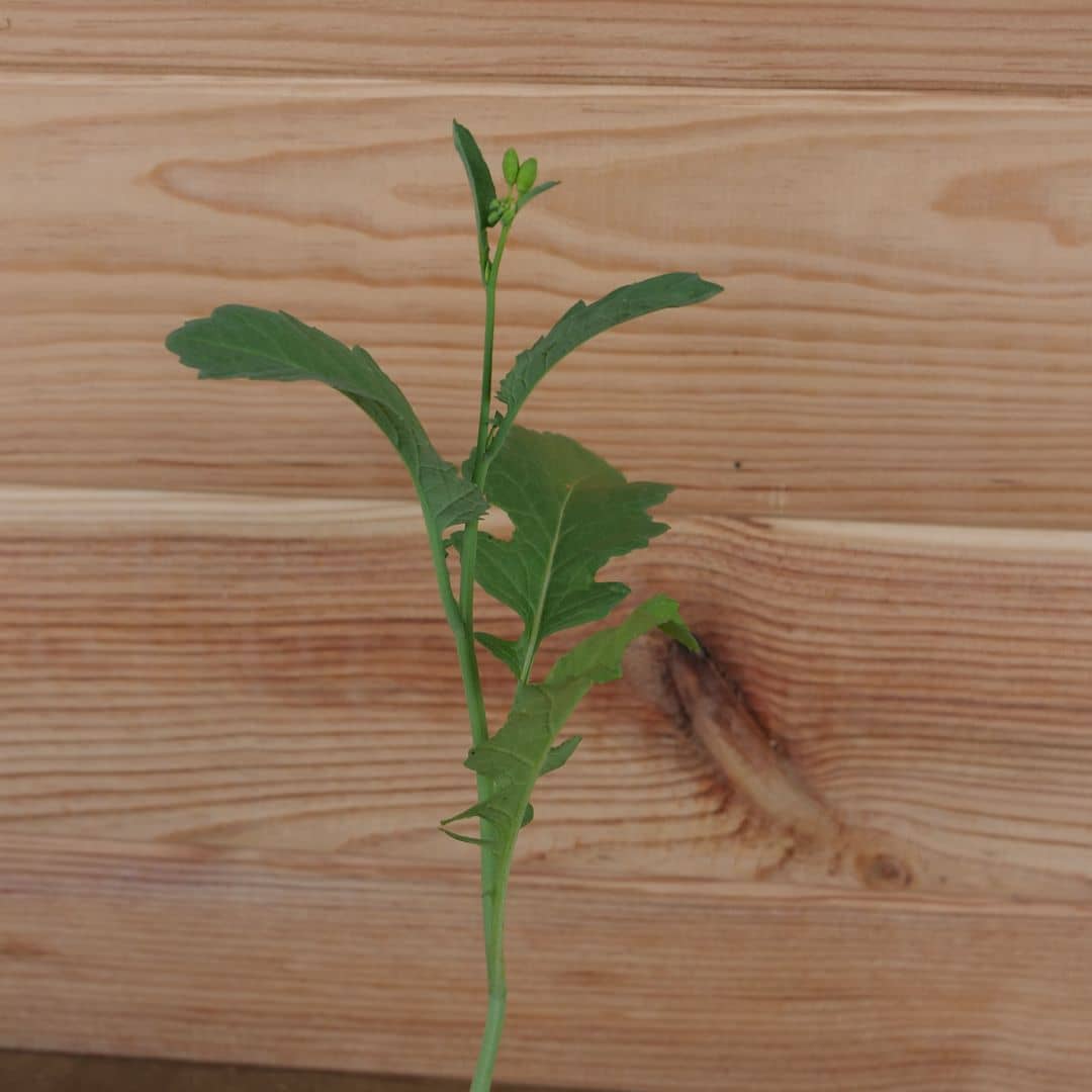 planter la moutarde noire brassica nigra