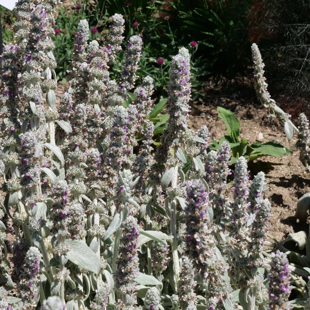 planter la stachys lanata plante résistante face au soleil et à la sécheresse