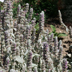 planter la stachys lanata plante résistante face au soleil et à la sécheresse