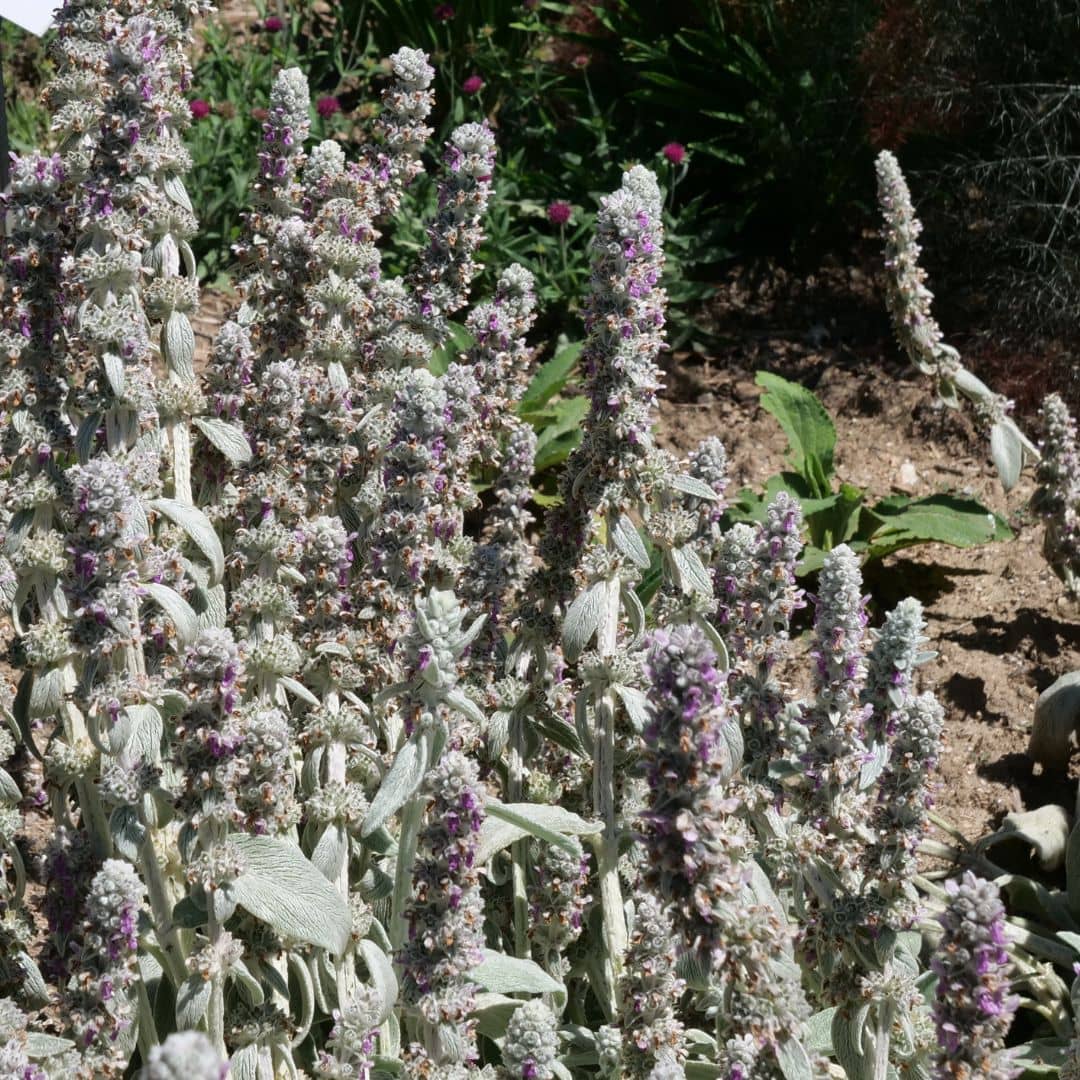planter la stachys lanata plante résistante face au soleil et à la sécheresse