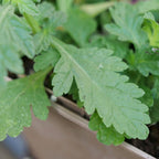 planter la verveine officinale et récolter