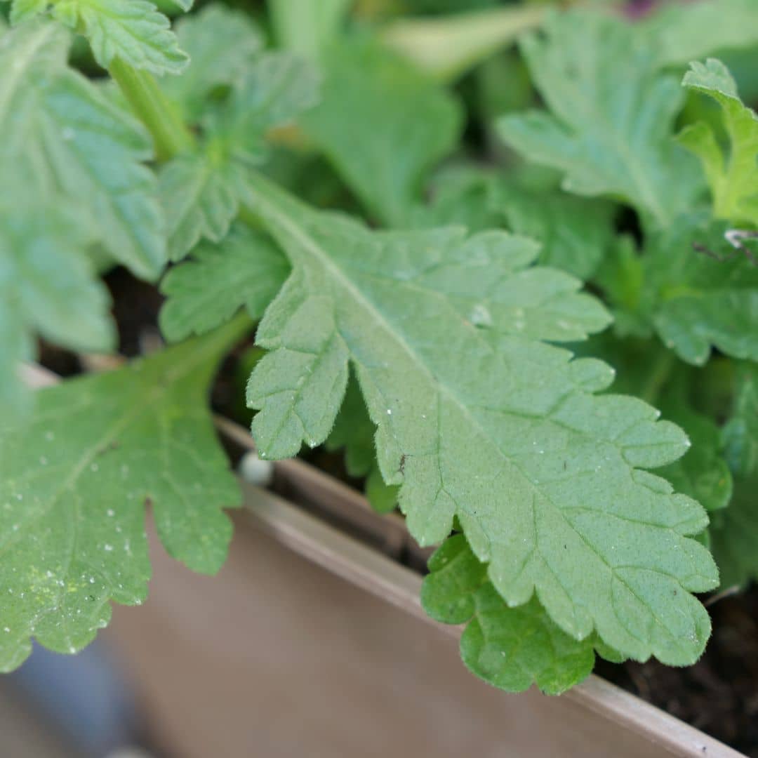 planter la verveine officinale et récolter