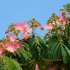 planter un albizia julibrissin arbre à soie arbre exotique rustique à fleurs roses