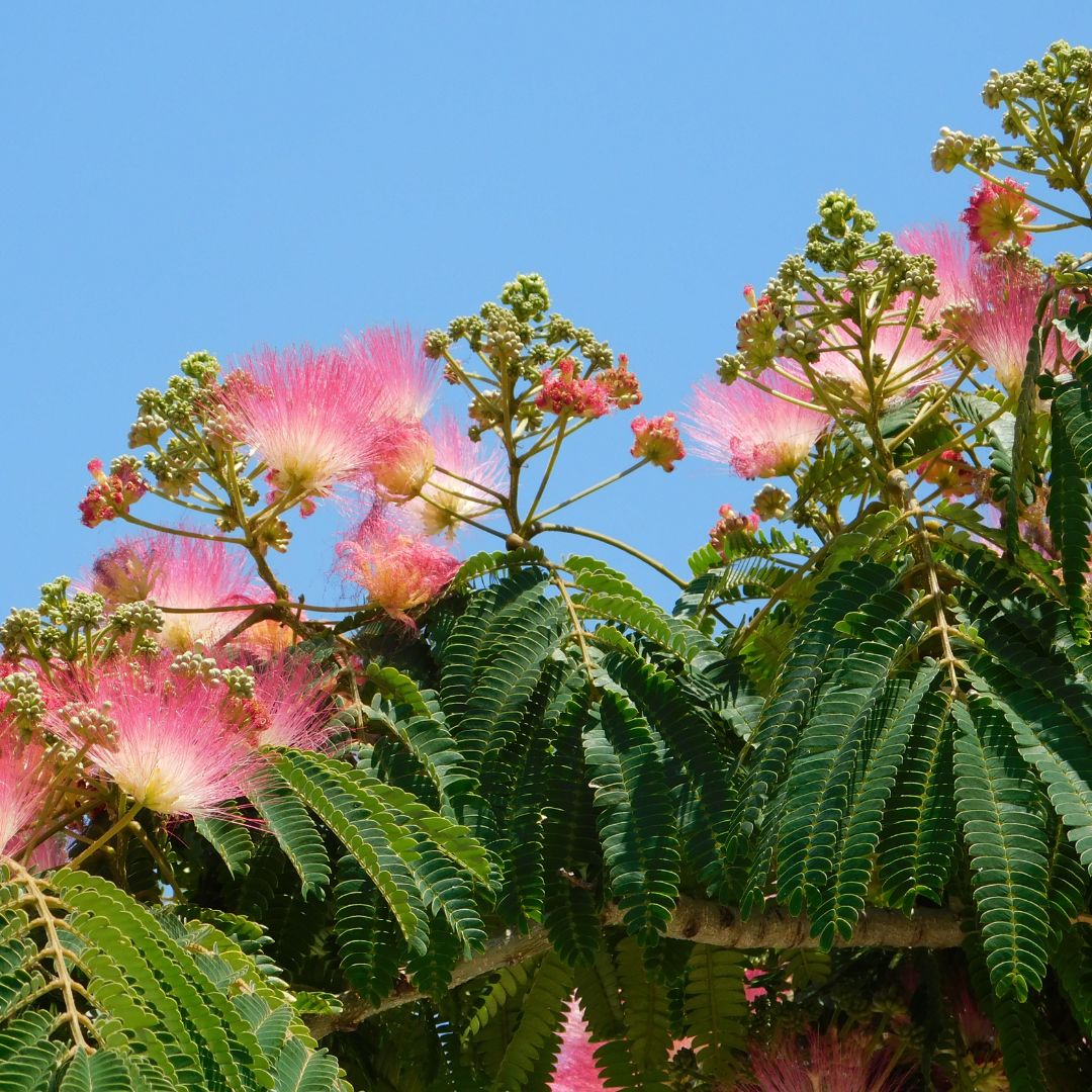 planter un albizia julibrissin arbre à soie arbre exotique rustique à fleurs roses