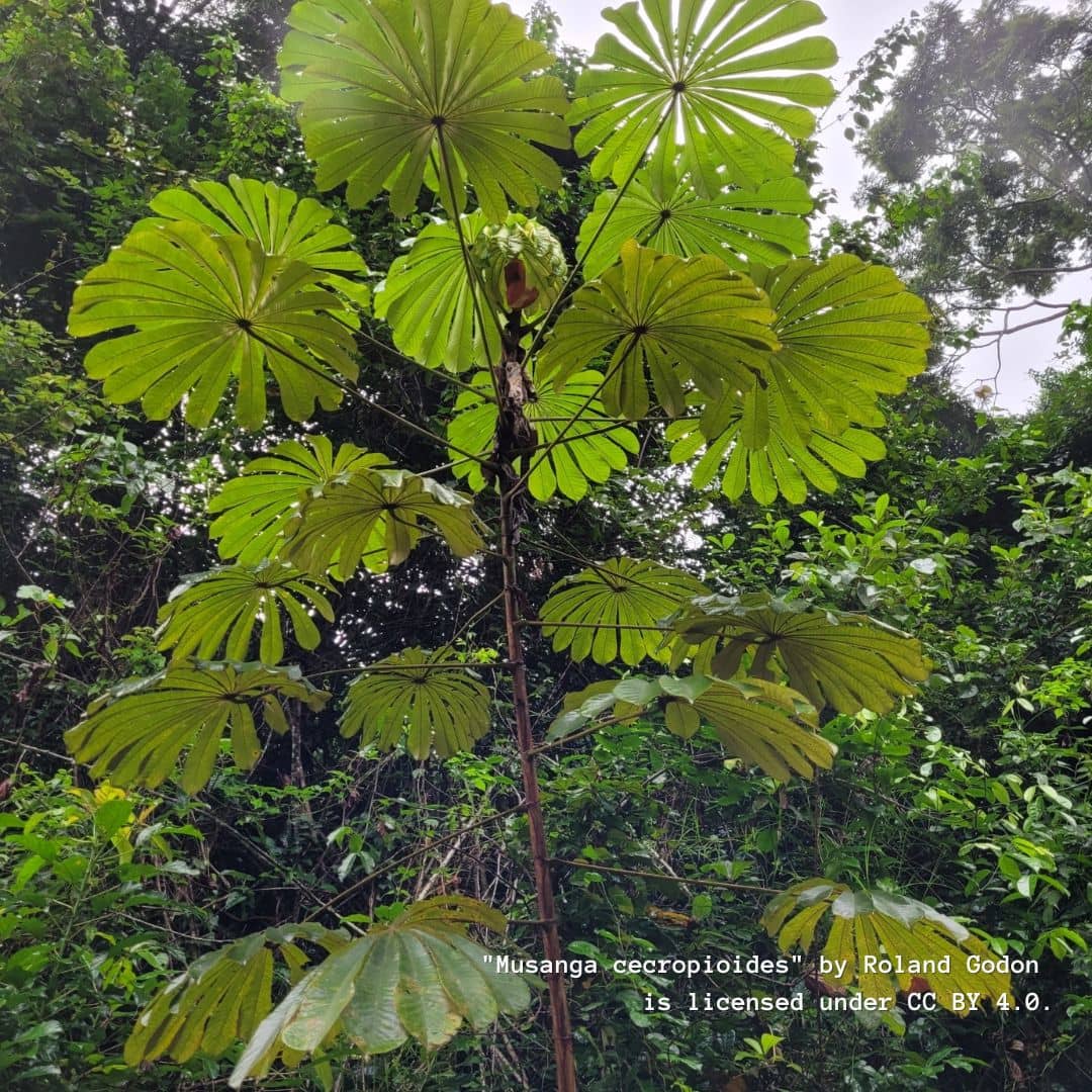 plantes rares et insolites à cultiver monde végétal
