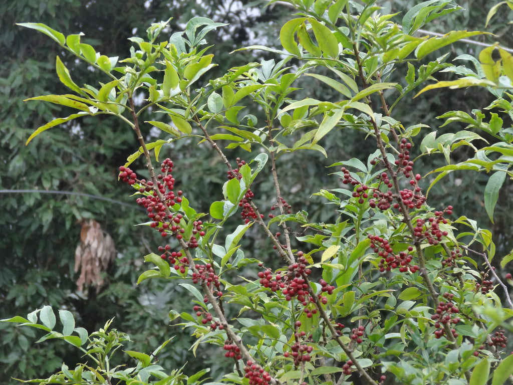 Poivrier de Timut (Zanthoxylum armatum) couvert de baies rouges