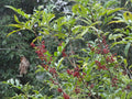 Poivrier de Timut (Zanthoxylum armatum) couvert de baies rouges