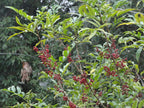Poivrier de Timut (Zanthoxylum armatum) couvert de baies rouges