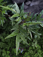 Feuillage épineux du poivrier de Timut (Zanthoxylum armatum)