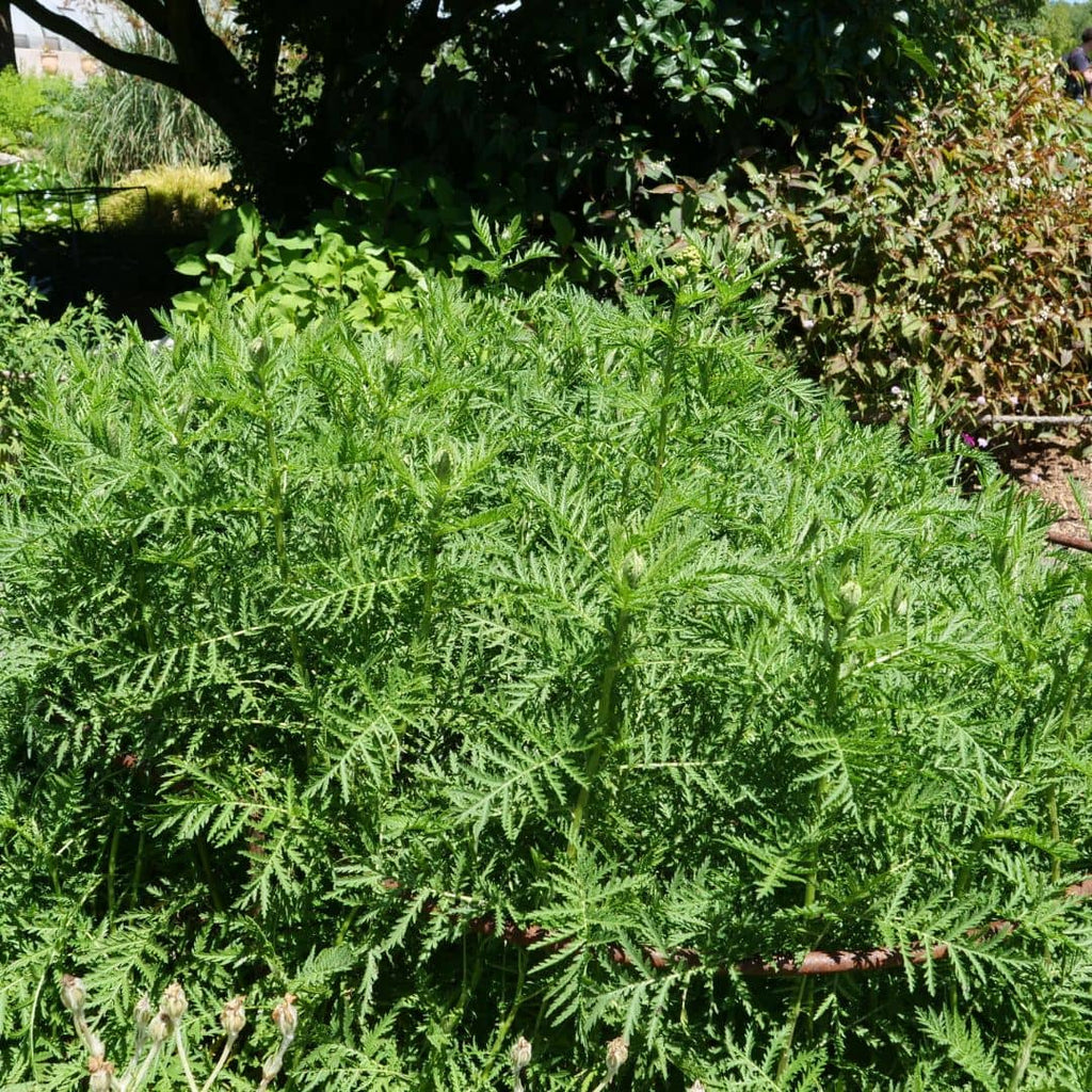 pourquoi planter de la tanaisie vulgaire comment faire germer les graines