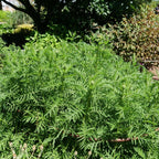 pourquoi planter de la tanaisie vulgaire comment faire germer les graines