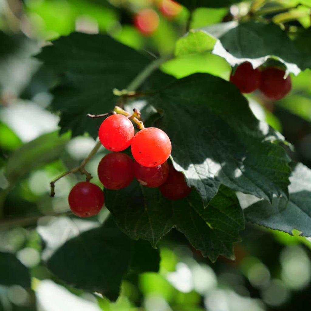 quand et comment manger les fruits du la viorne obier viburnum opulus