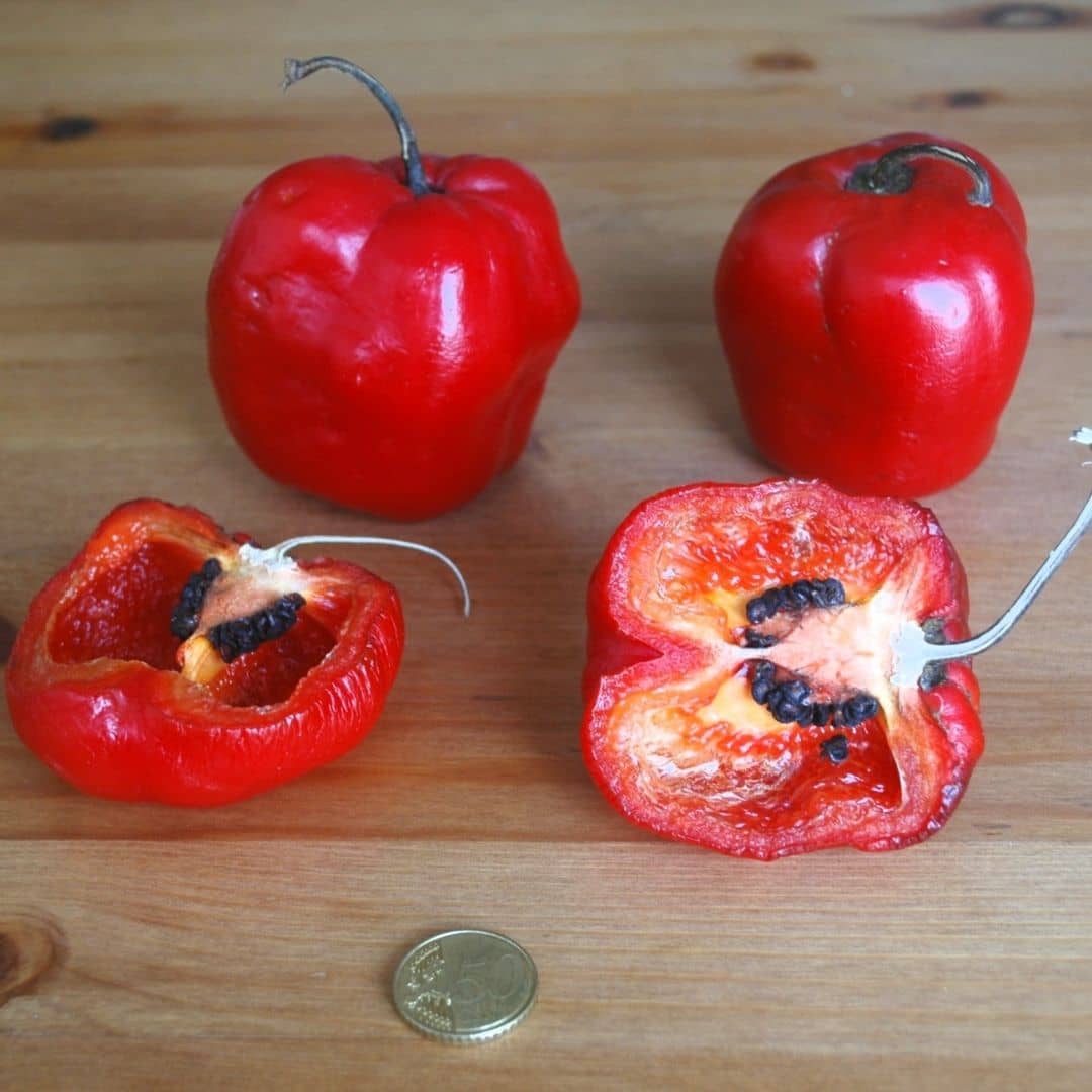quand et comment recolter le piment geant des andes red giant