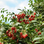 quand et comment récolter les baies de goji lycium barbarum