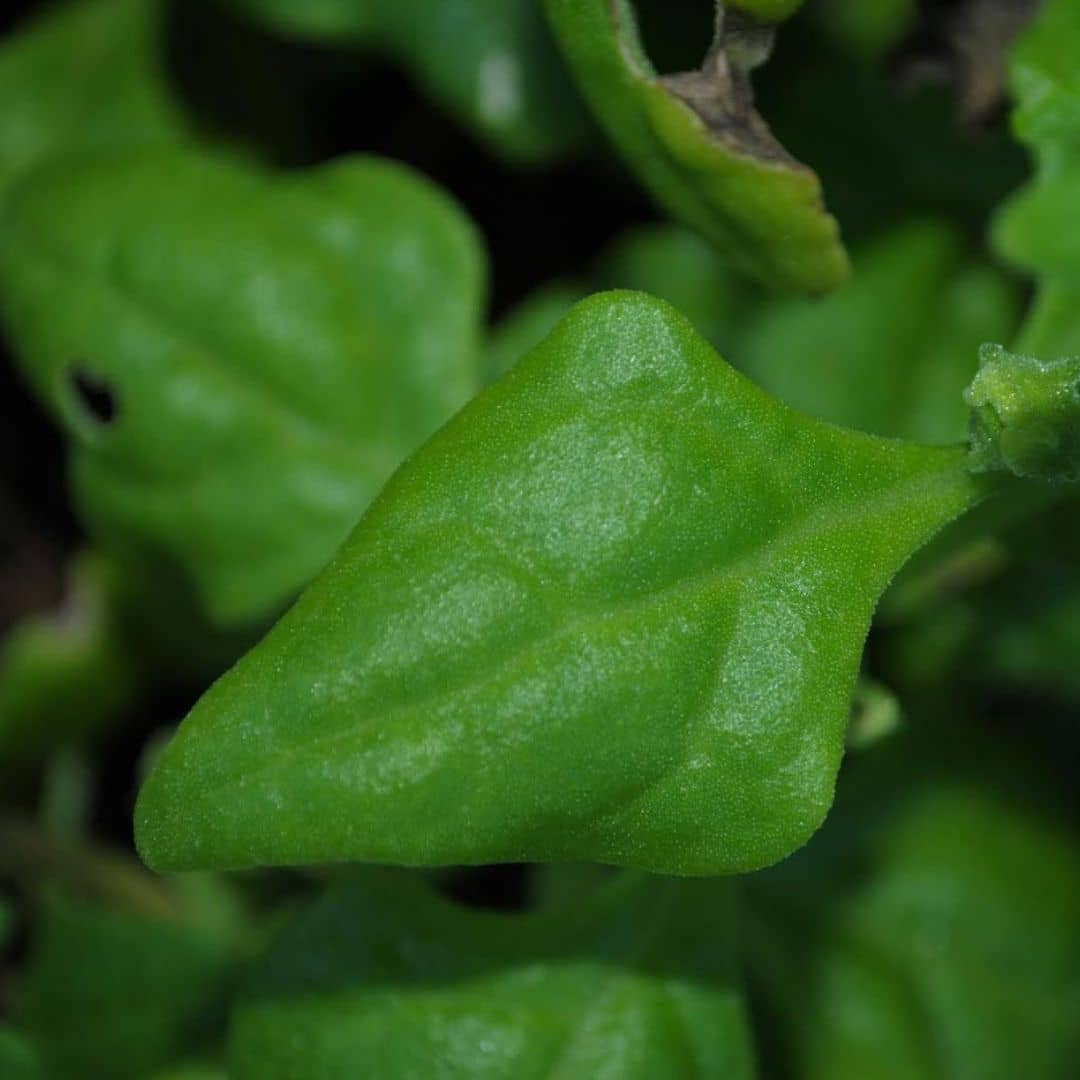 quand et comment récolter les feuilles de l'épinard de nouvelle zélande