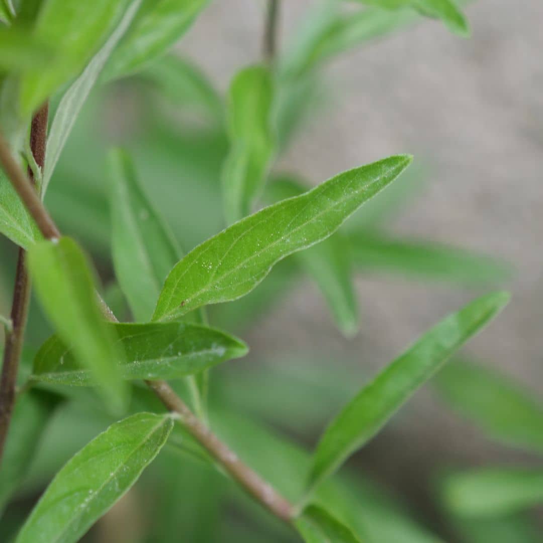 Argentinische Minz-Eisenkraut-Pflanze (Aloysia polystachia)