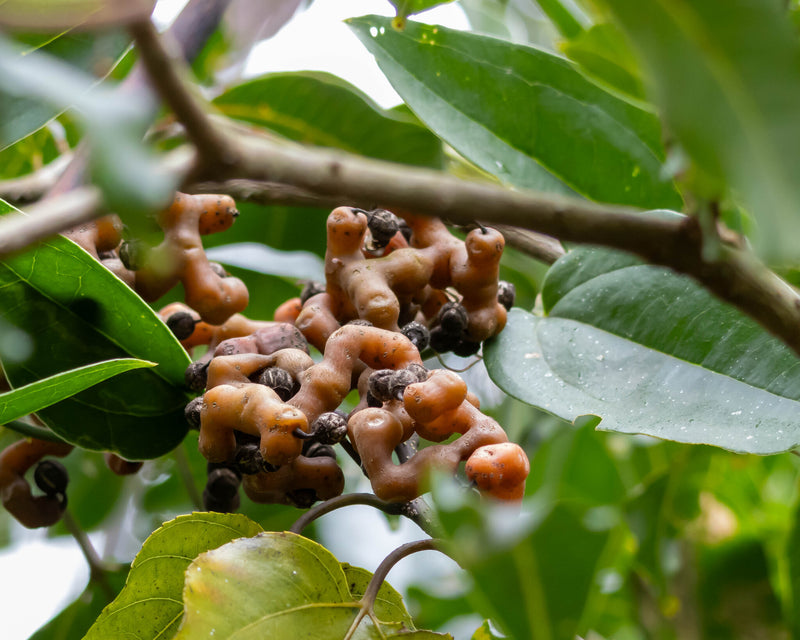 Fruits du raisinier de Chine (Hovenia dulcis) : pédoncules gonflés et petites baies