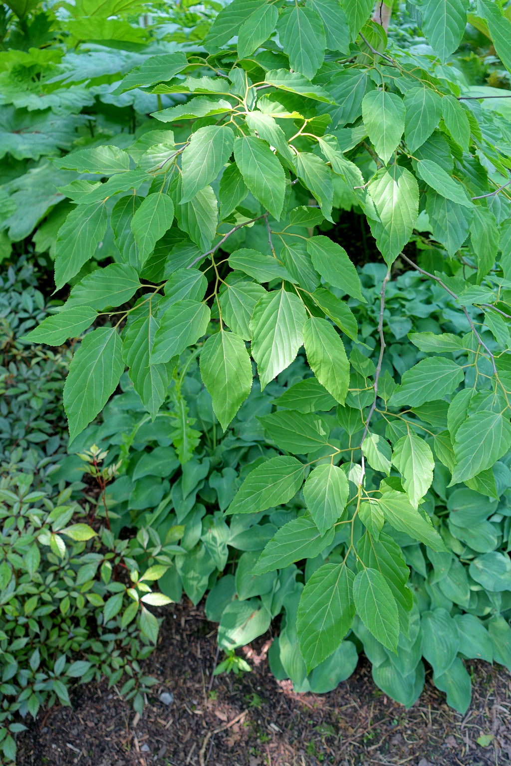 Feuillage du raisinier de Chine (Hovenia dulcis)