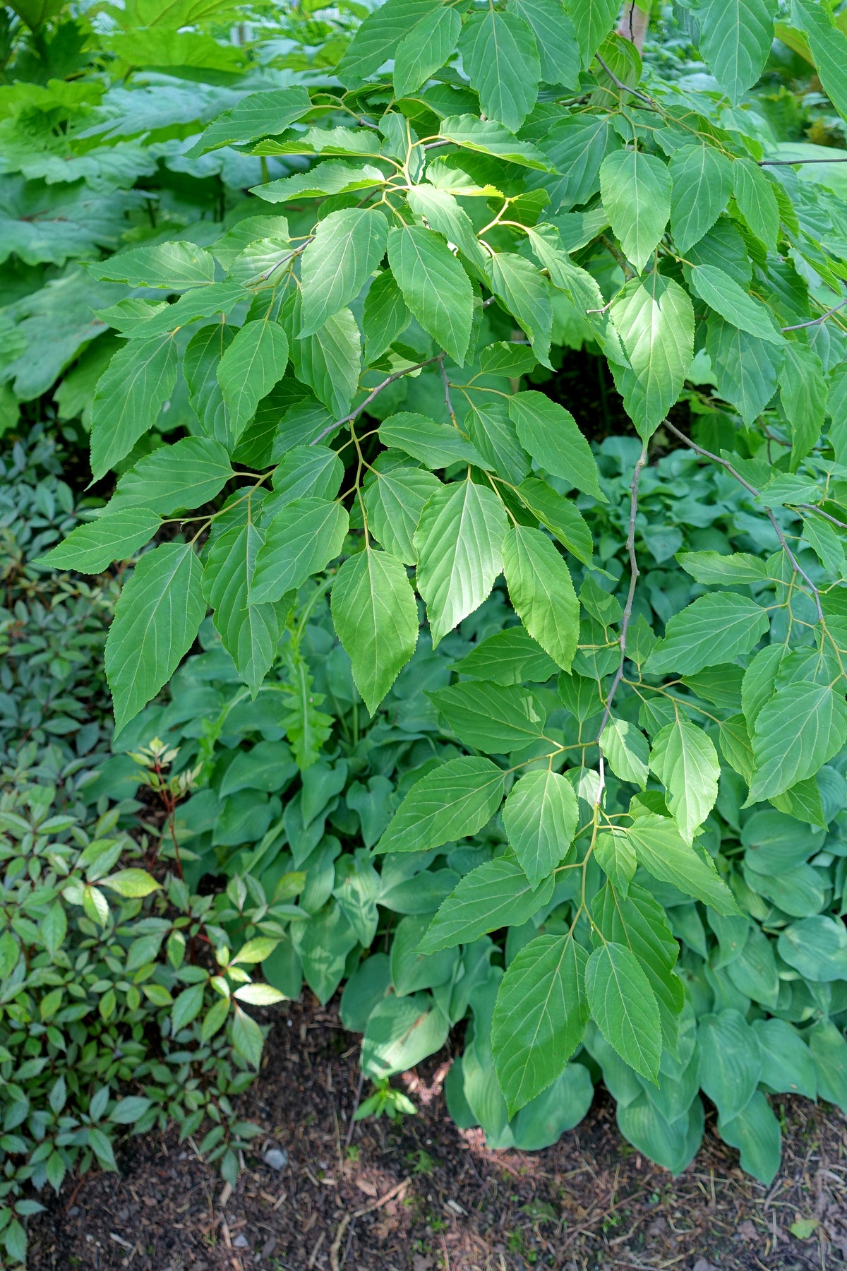 Feuillage du raisinier de Chine (Hovenia dulcis)