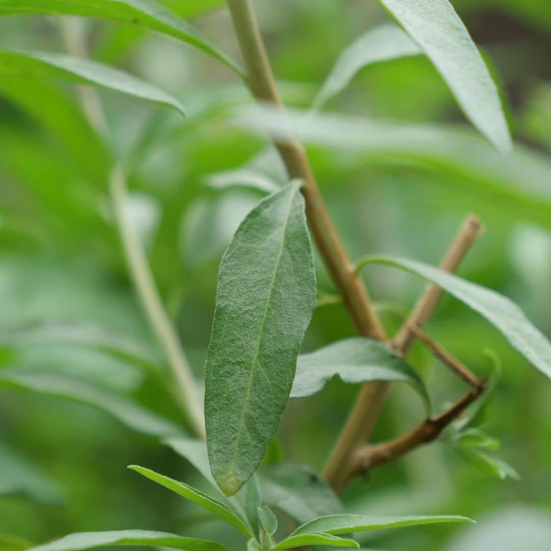 récolter et utiliser les feuilles de la verveine mentholée d'argentine  Aloysia polystachia