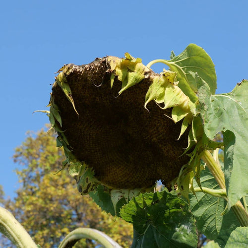 récoltes des graines de tournesol géant hélianthus giganteus monde vegetal