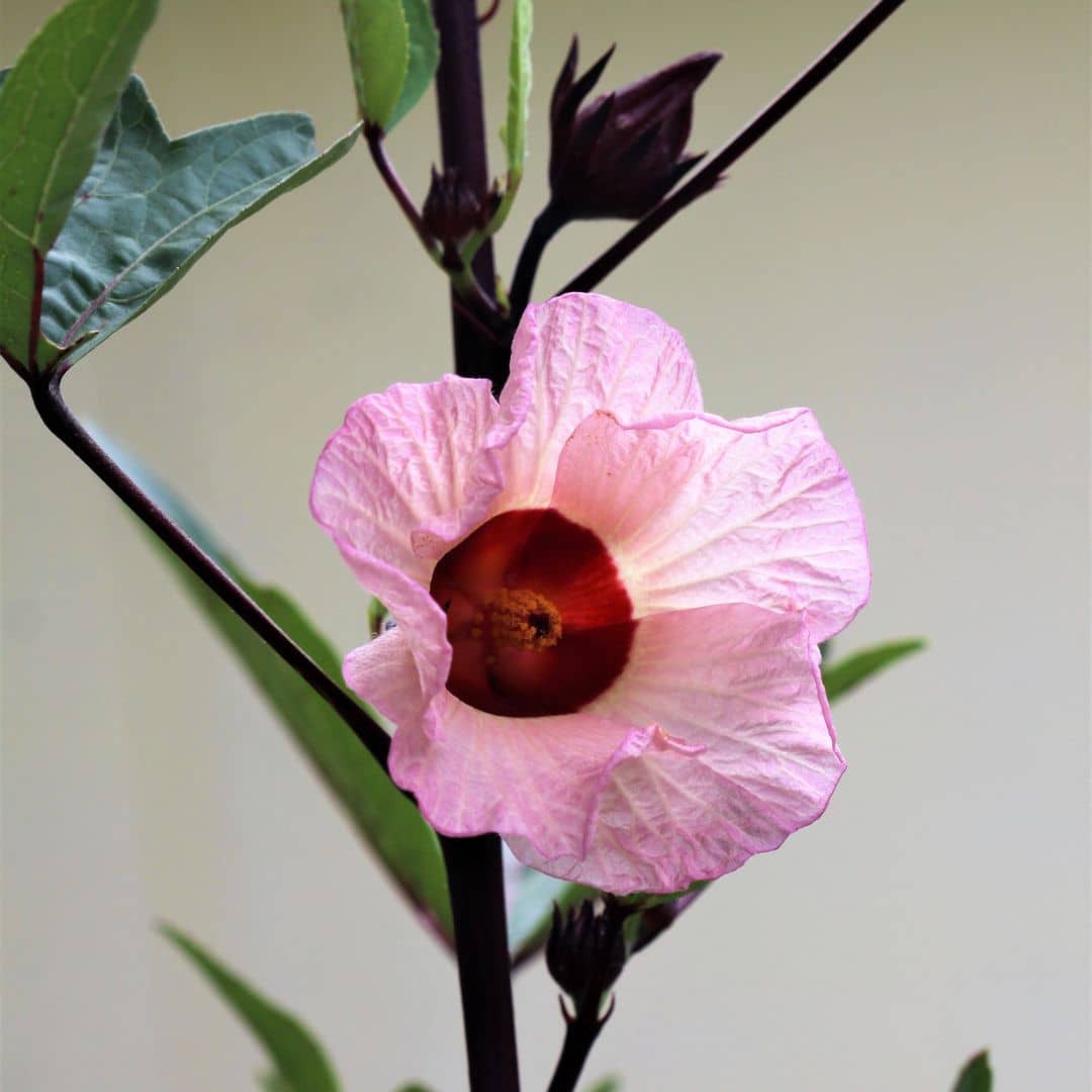 réussir sa culture de bissap avec les conseils de culture de monde vegetal