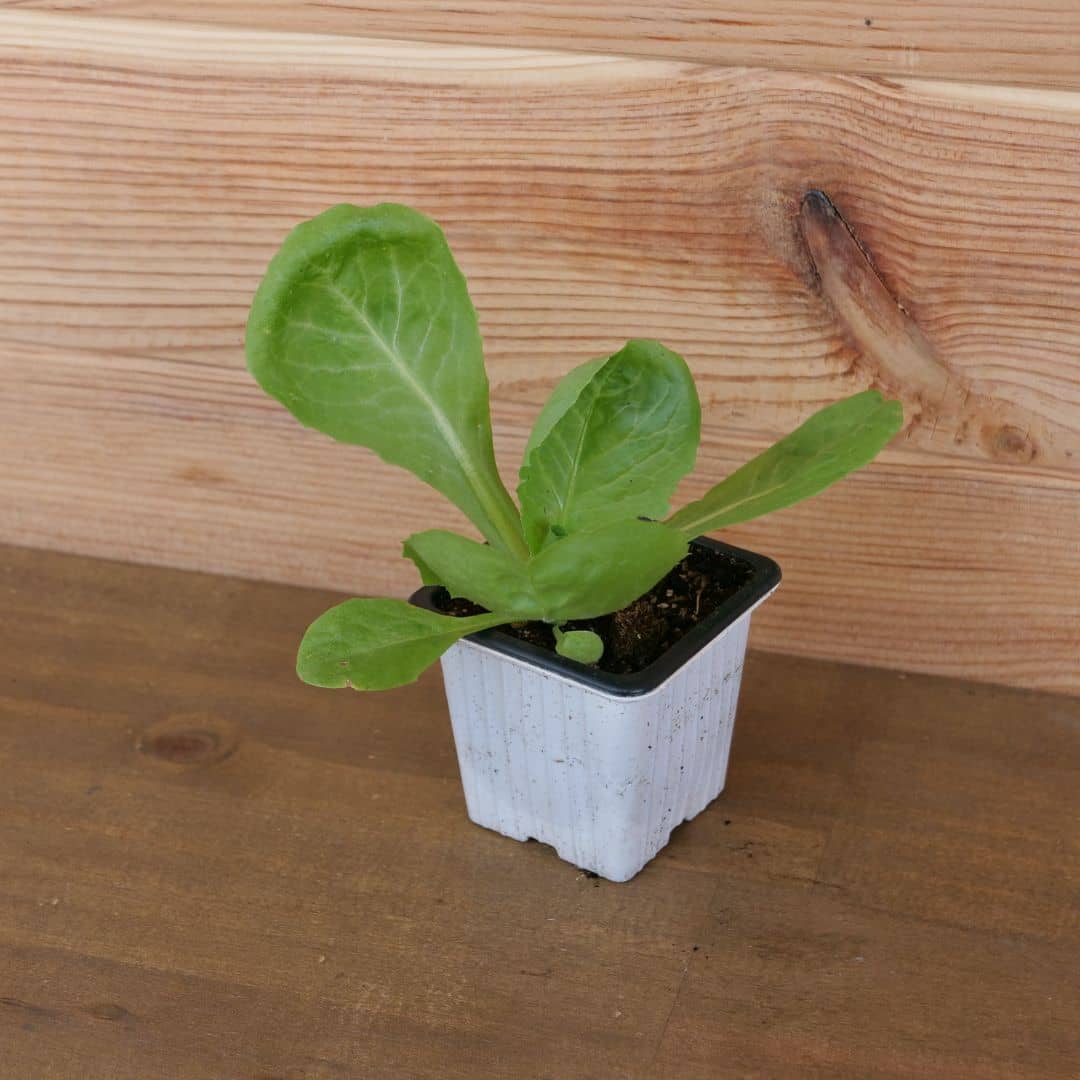 réussir ses semis de graines de semences de Chicorée Géante Maraîchère avec les conseils de culture de monde vegetal