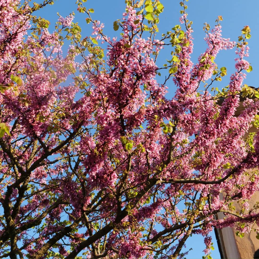 semence d'arbre de judée petit arbre à floraison rose de printemps