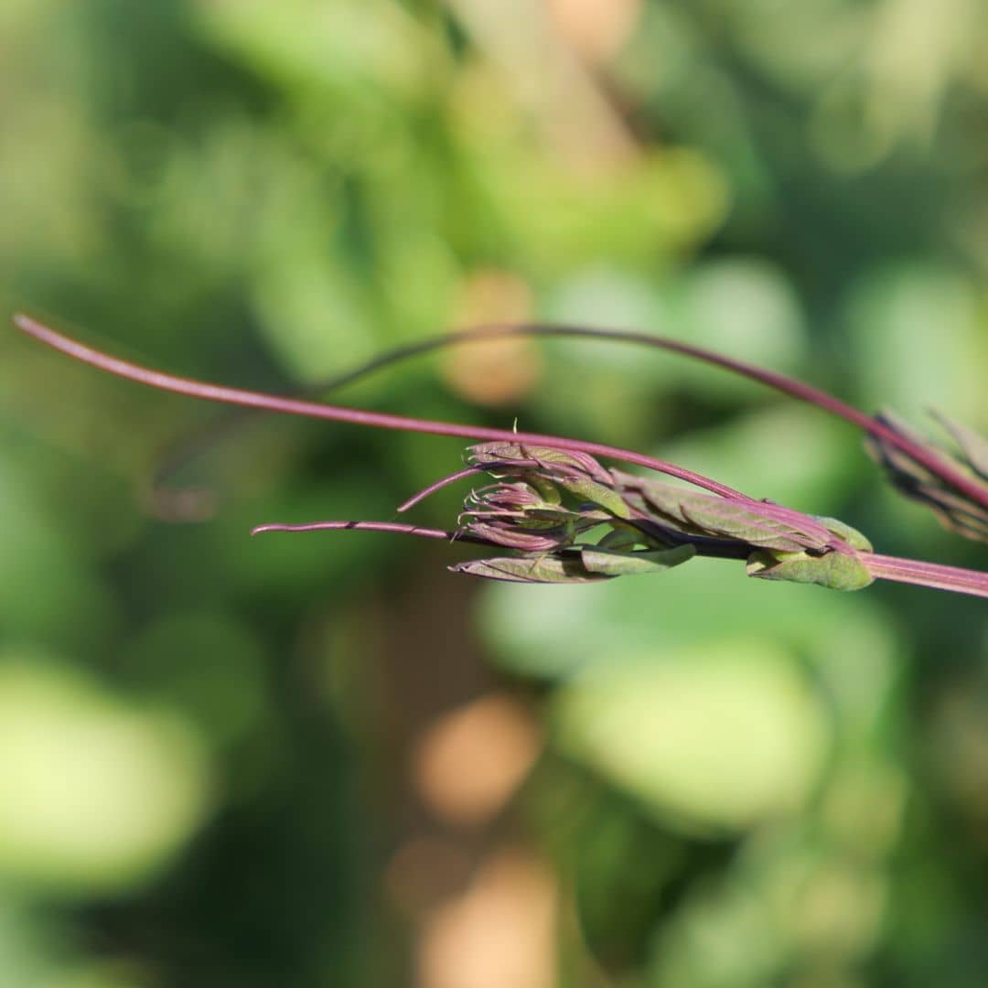 semence de passiflora caerulea plante grimpante à la floraison époustouflante monde vegetal