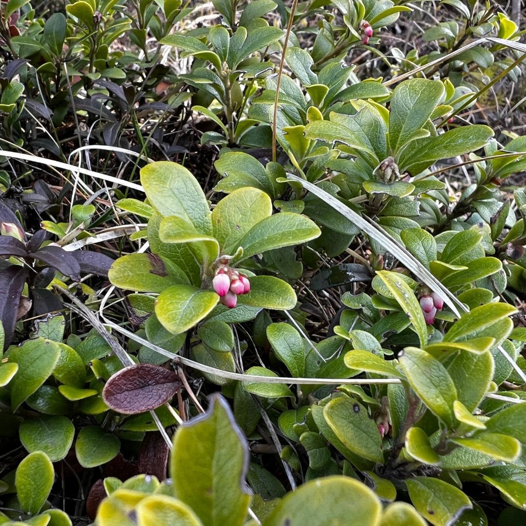 semences Arctostaphylos uva-ursi plantes rares monde vegetal