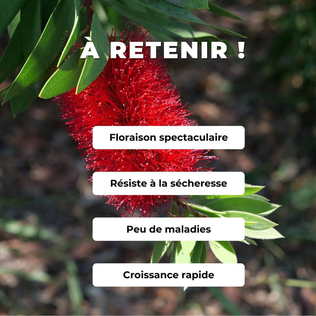 semences GRAINES Rince-Bouteille Callistemon citrinus plantes méditerranéennes monde vegetal comment le semer et le cultiver
