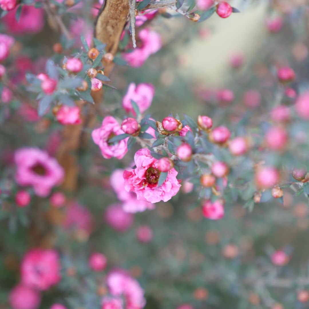 semences Leptospermum polygalifolium arbre à thé petit arbuste à floraison abondante d'australie monde vegetal
