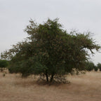 semences acacia du sénégal plantes africaines à collectionner
